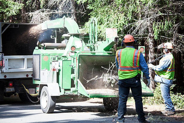 How Our Tree Care Process Works  in  Coram, NY