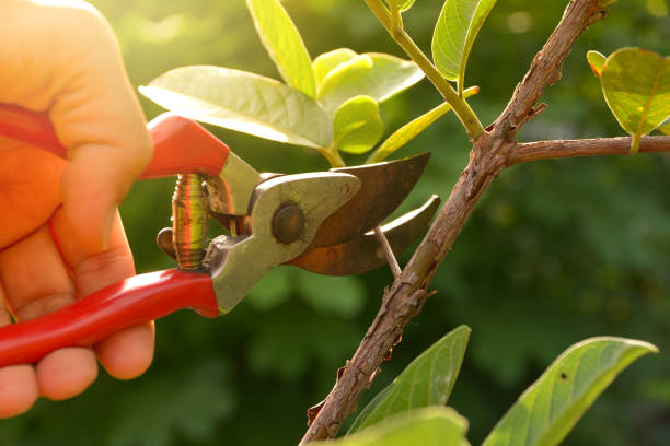 Best Arborist Consultation Services  in Coram, NY